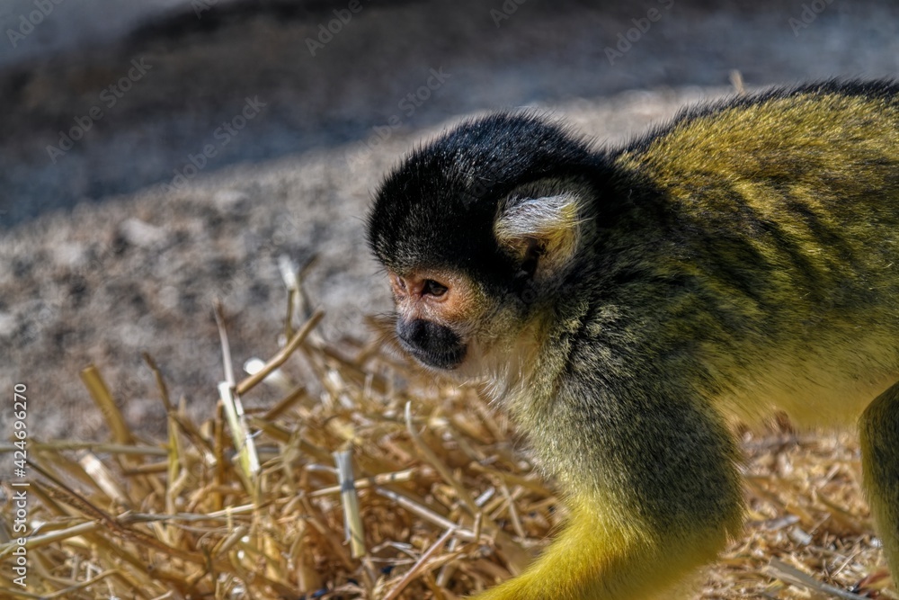 Obraz premium Bolivian Squirrel Monkey