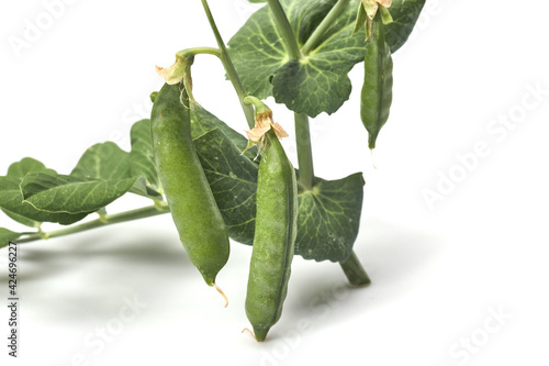 Pods of green peas with leaves isolated on white background