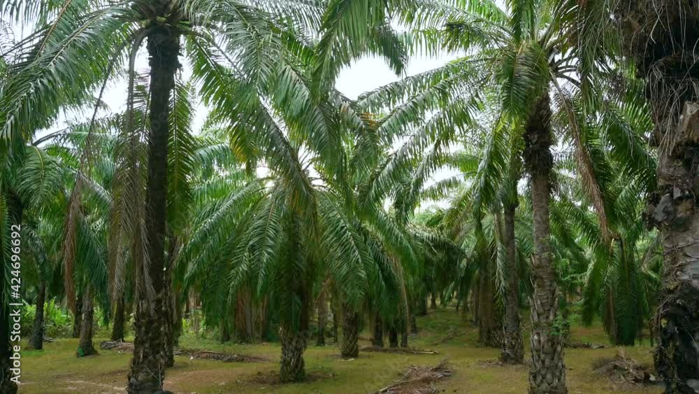 Green oil palm plantation Green oil palm plantation
