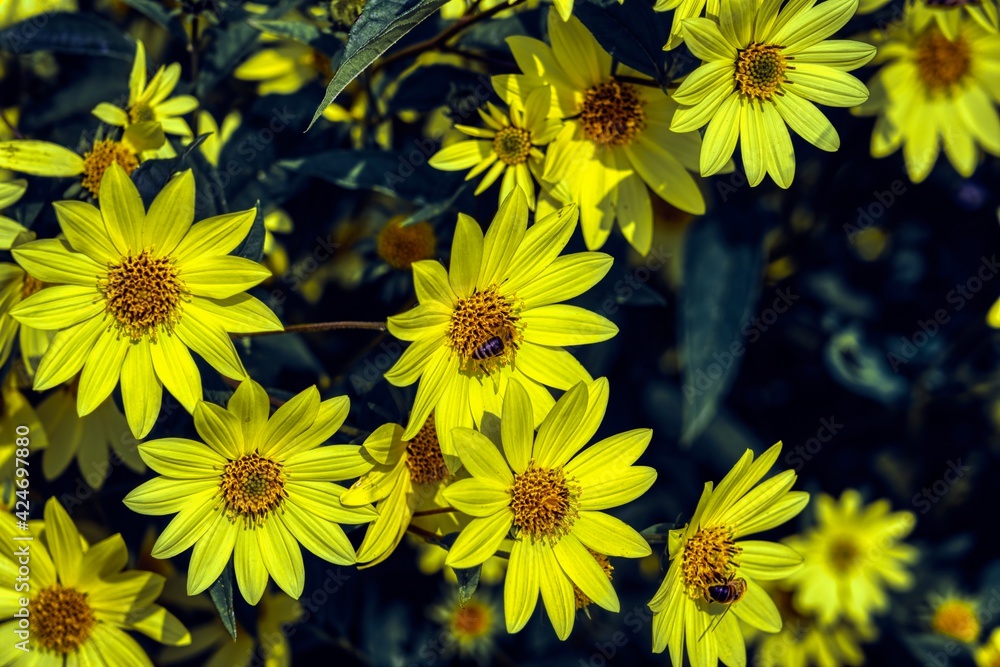 Obraz premium yellow flowers