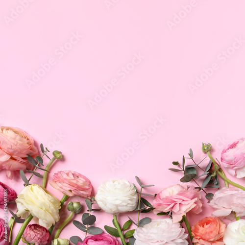 Beautiful ranunculus flowers on pink background  flat lay. Space for text