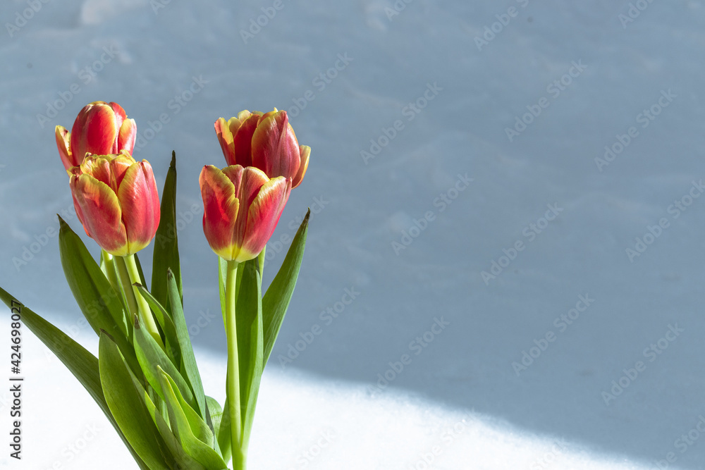 Five bright red tulips in the snow. Close-up. Five bright red tulips in the snow. Close-up.