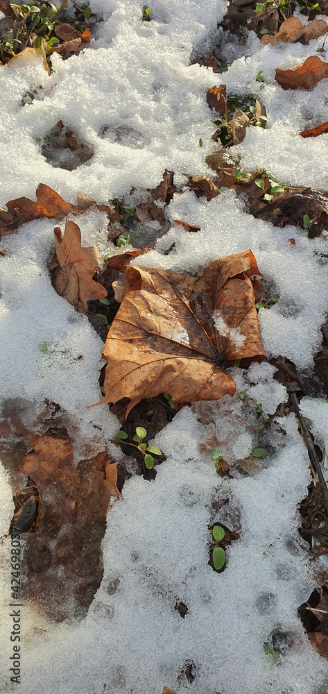 The first signs of spring. Melting snow and green plants.