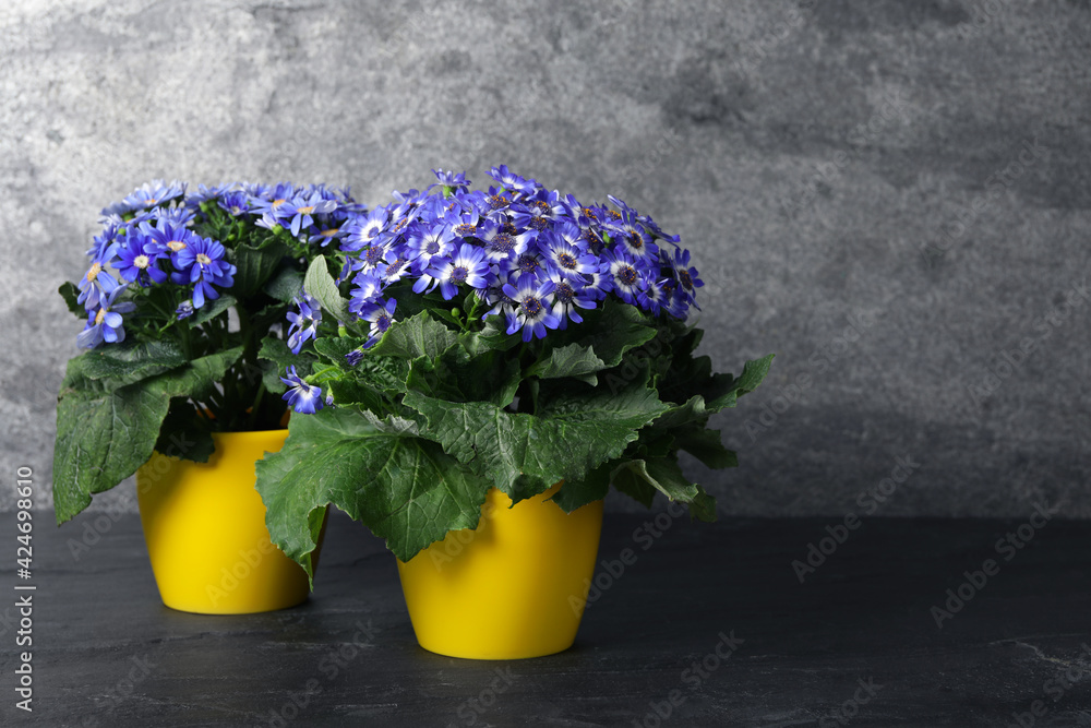 Beautiful purple cineraria plants in flower pots on black table. Space for text Beautiful purple cineraria plants in flower pots on black table. Space for text