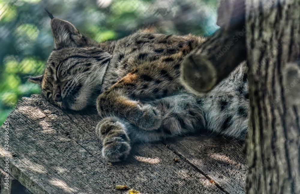 Obraz premium Eurasian Lynx