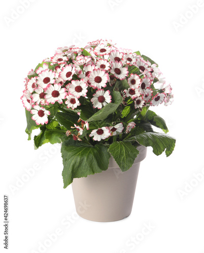 Beautiful cineraria plant in flower pot isolated on white