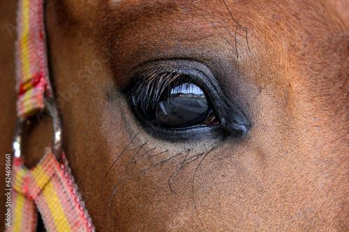 Eye close up of a brown sport horse with spanish flag snaffle bridle