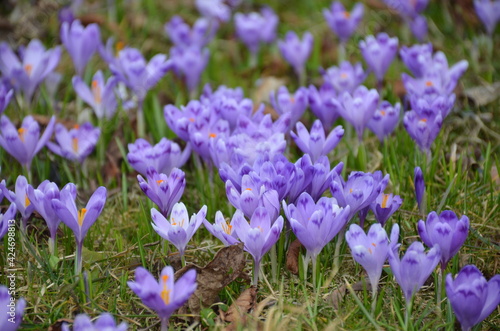  spring crocuses bloomed