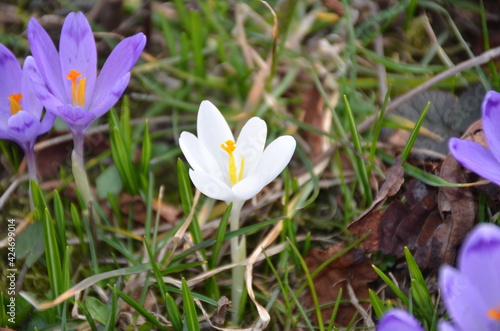 
spring crocuses bloomed