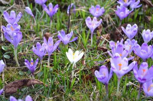 
spring crocuses bloomed