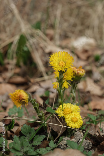 Huflattich (lat.: Tussilago farfara) - Eine gelb blühende Heilpflanze im Frühling auf dem Waldboden - Hochformat