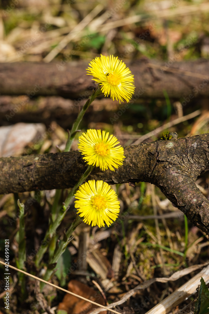 Drei schöne gelbe Blüten der Heilpflanze Huflattich (lat. Tussilago