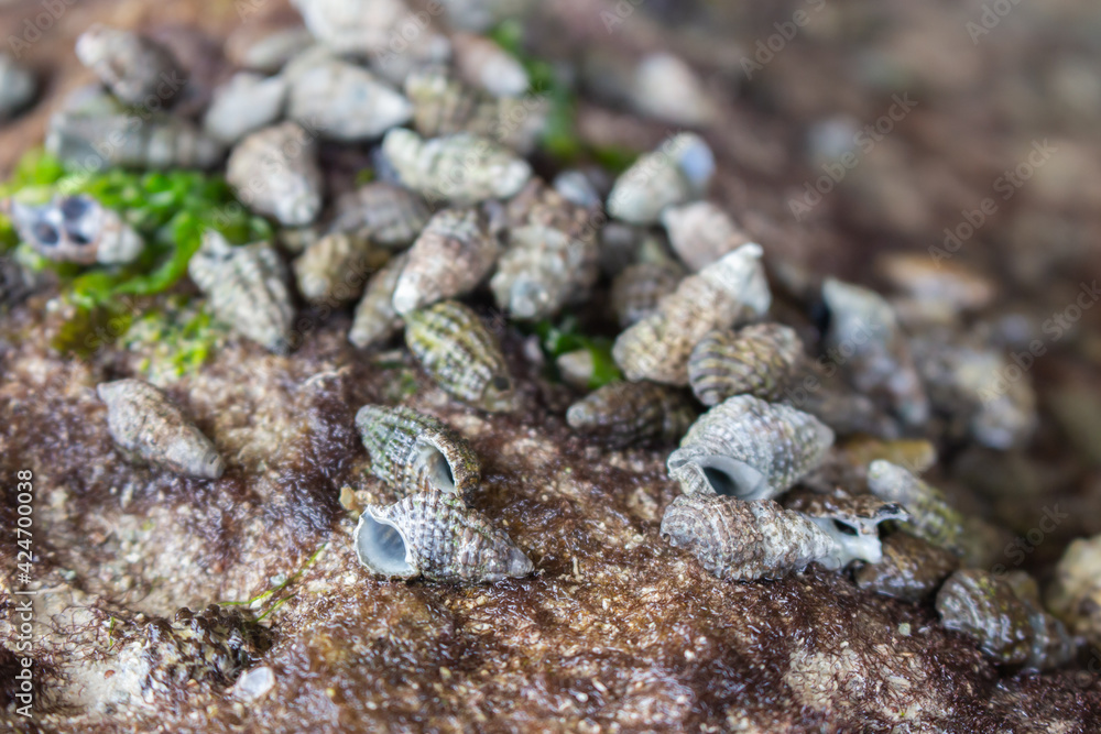 Lots of sea shells on the rock. Sea bottom close up. Small shells macro. Wild nature concept. Marine nature. Mollusk on the beach. Nature closeup. Lots of sea shells on the rock. Sea bottom close up. Small shells macro. Wild nature concept. Marine nature. Mollusk on the beach. Nature closeup.