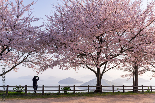 三豊市紫雲出山から眺める桜と瀬戸内海 © sand555