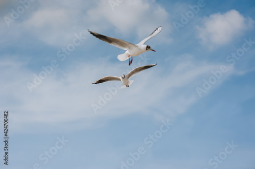 Several large beautiful white and gray sea gulls fly against a blue sky, soaring above the clouds on a sunny spring day. Photography of birds. © shchus