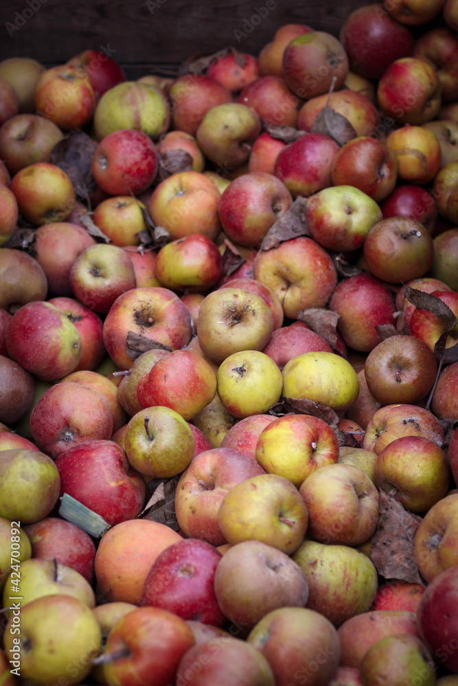 Large load of freshly picked fresh red green apples stored in a crate and ready to be sold. Large load of freshly picked fresh red green apples stored in a crate and ready to be sold.