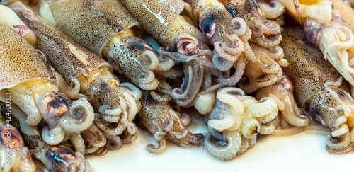 Fresh squid, octopus. Raw whole calamari. Cuttlefish Seafood isolated on white background. Close-up Undersea Food