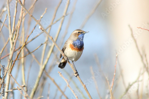 Blaukehlchen © greifvogel.info