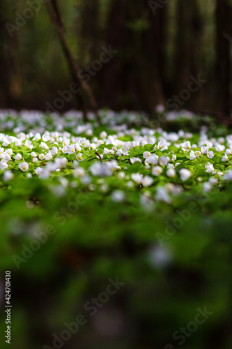 Blooming white flowers of shamrock in forest