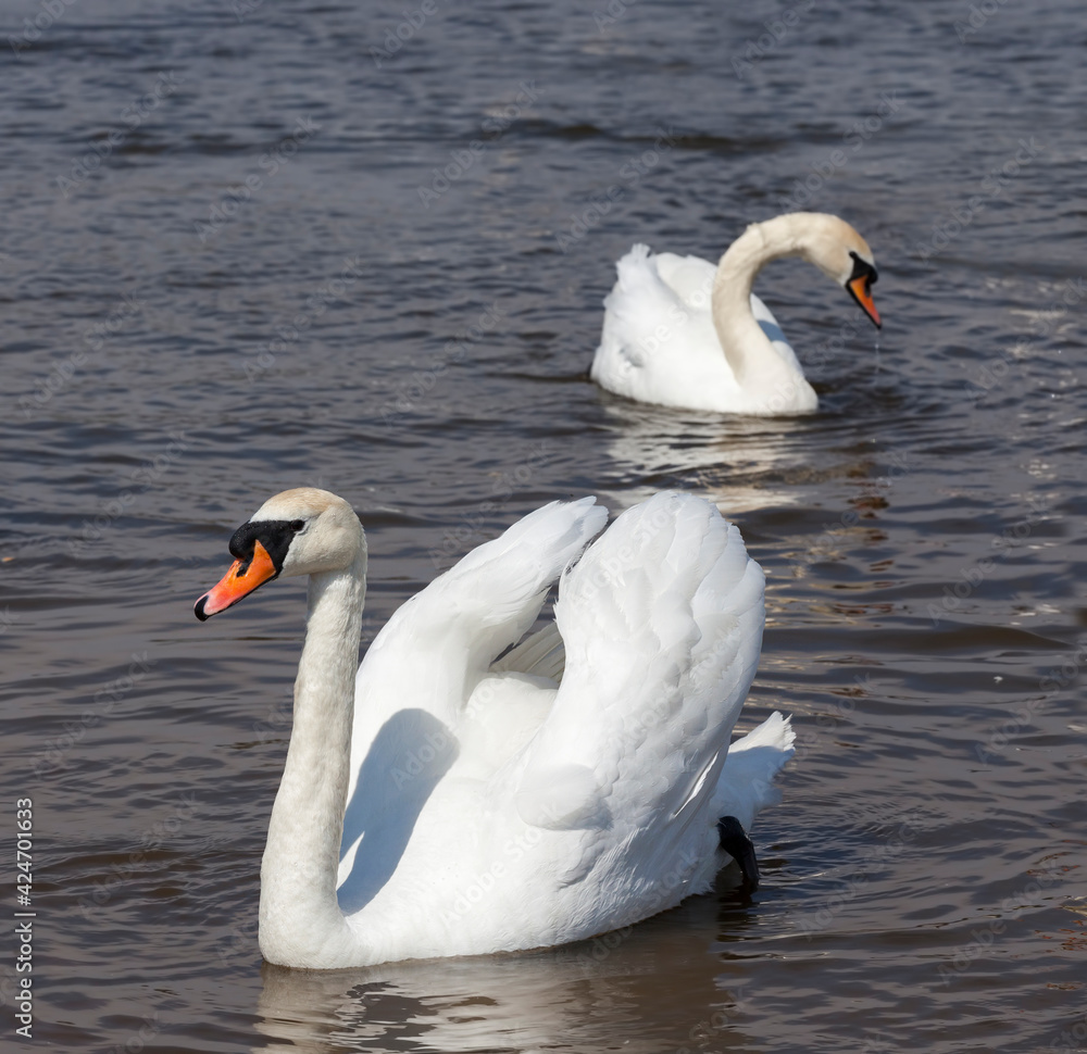 Obraz premium white adult swans swimming on the lake, close up