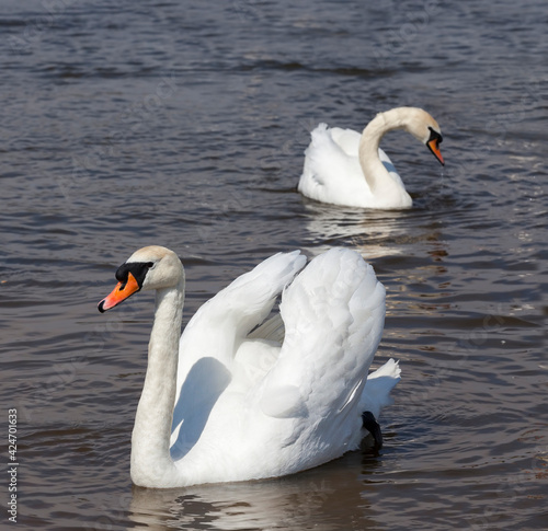 white adult swans swimming on the lake  close up