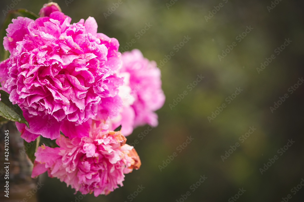 Fototapeta premium Beautiful huge peonies in the summer garden. Pink peony blooms in the garden on a sunny summer day