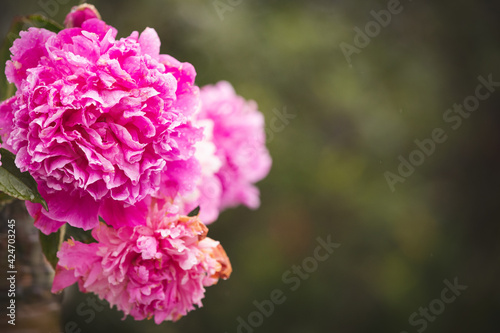 Beautiful huge peonies in the summer garden. Pink peony blooms in the garden on a sunny summer day