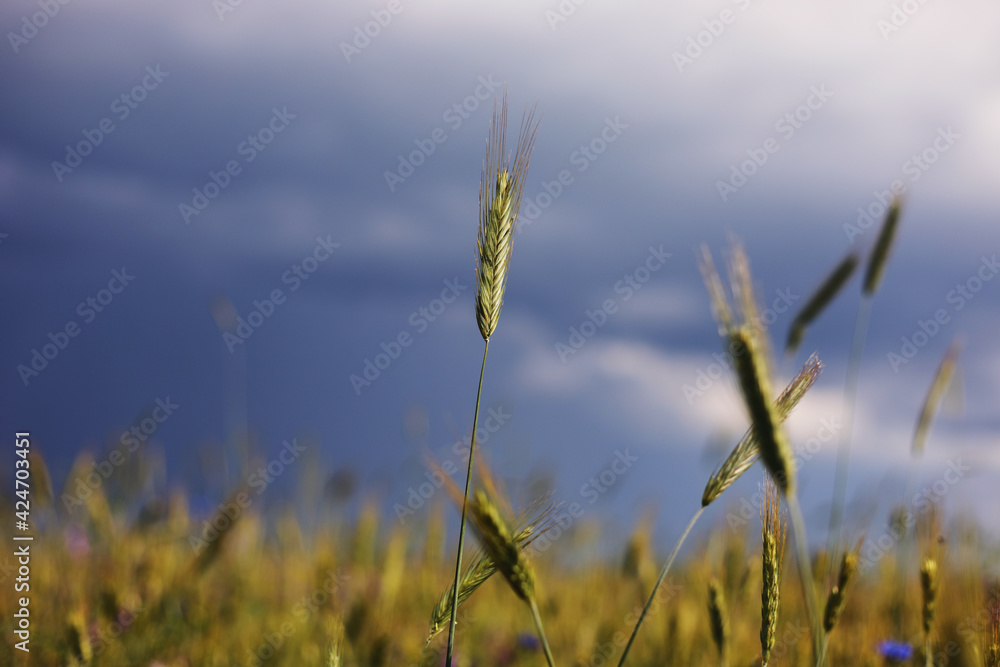 A close-up of some green ears in a wheat field ripening before harvest in a sunny day. ripening ears of wheat. Juicy fresh ears of young green wheat in spring. Green Wheat field. selective focus A close-up of some green ears in a wheat field ripening before harvest in a sunny day. ripening ears of wheat. Juicy fresh ears of young green wheat in spring. Green Wheat field. selective focus