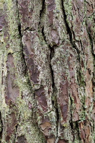 Tree bark. Tree bark background with moss. Green tree bark.