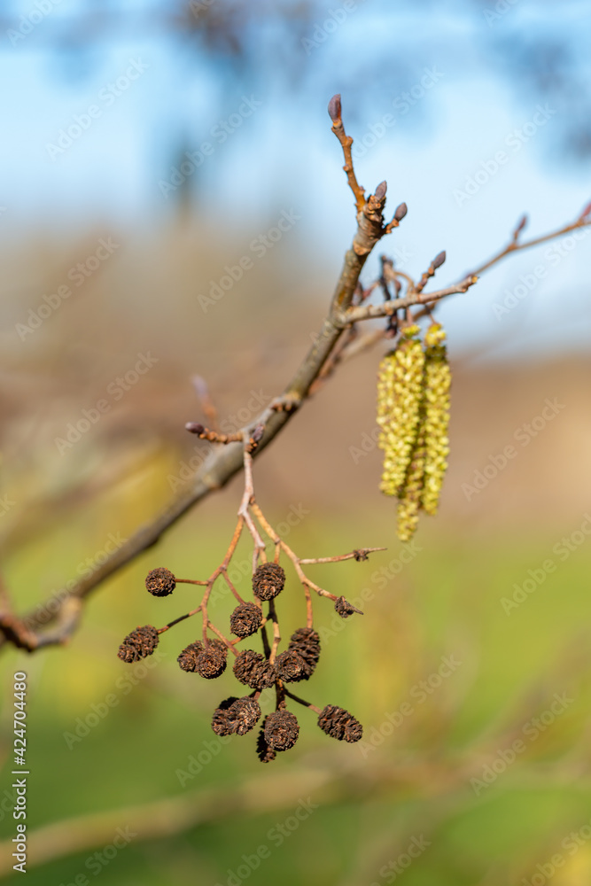 Blooming hazel tree branches during spring season Blooming hazel tree branches during spring season