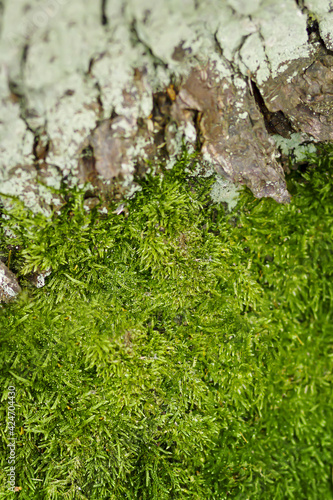 Green background. Green moss on the bark of a tree. Forest background