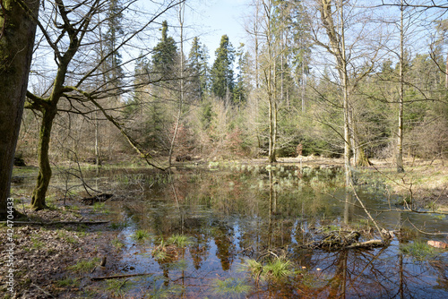 réflection sur un étang dans les bois - Suisse