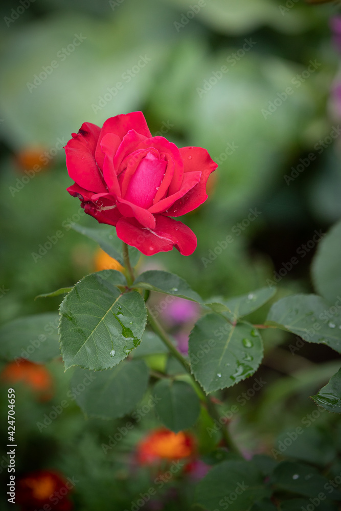 Closeup of a red rose flower in a summer garden on the lawn. Selective focus. Beautiful garden flowers