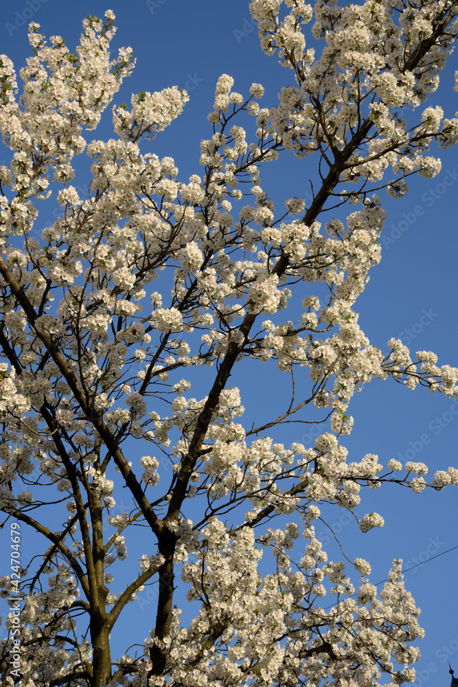 fleurs blanches sur un arbre au printemps et ciel bleu	