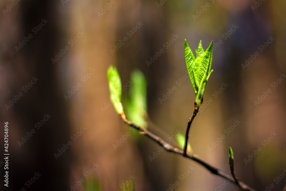 First green leaves on branches in spring