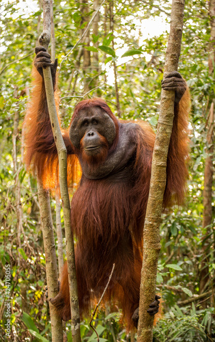 retrato de una hembra de orangután agarrada en un árbol en el parque Tanjung puting de la isla de Borneo en Indonesia