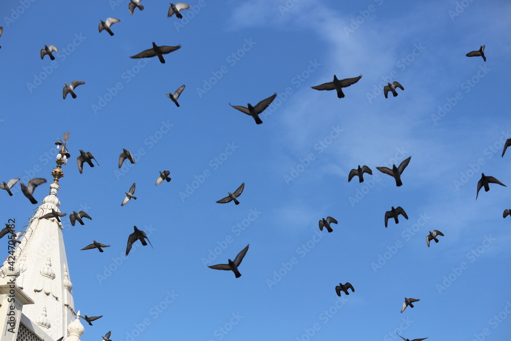 Obraz premium flock of birds migrating in the blue sky
