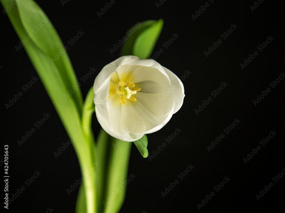 Tulpe, Tulpe, Blumen