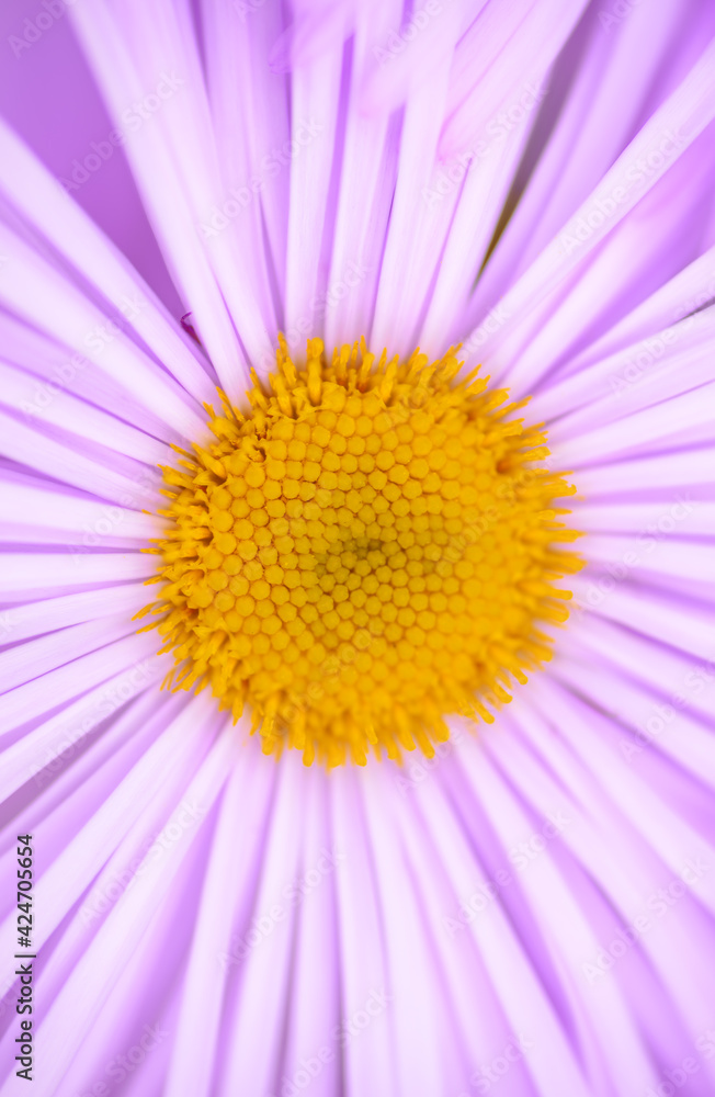 Closeup of Aster alpinus Closeup of Aster alpinus