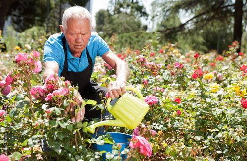 Senior male taking care and watering blooming roses at flowerbed © JackF