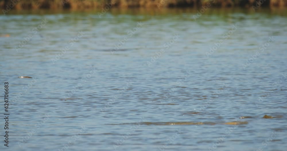 The common carp or European carp (Cyprinus carpio) is breeding in flooded meadow The common carp or European carp (Cyprinus carpio) is breeding in flooded meadow