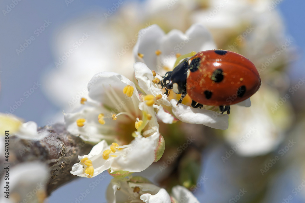 Fototapeta premium Asiatischer Marienkäfer