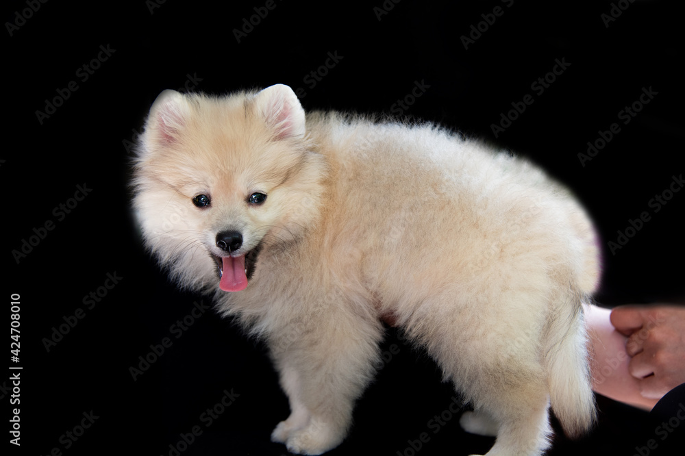 Hands are holding a spitz puppy Hands are holding a spitz puppy