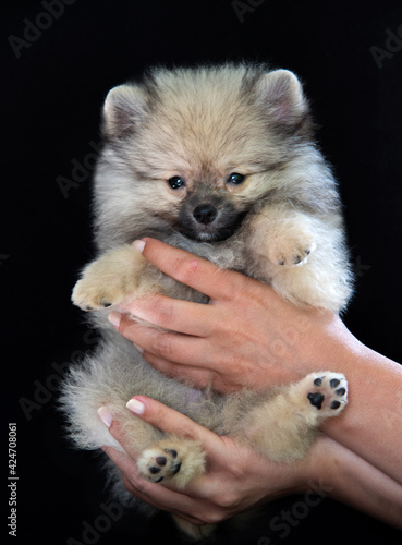 Hands are holding a spitz puppy