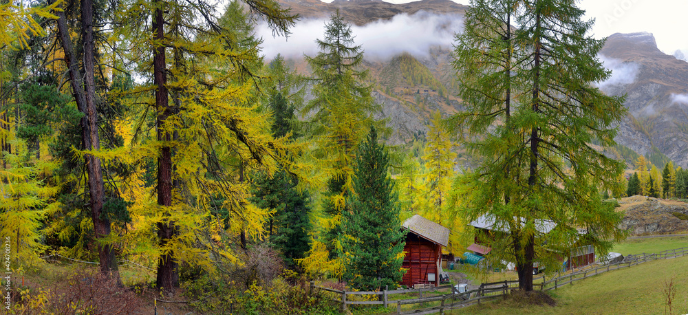 Fototapeta Majestic autumn alpine scenery with colorful larch forest,