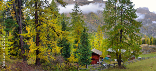 Majestic autumn alpine scenery with colorful larch forest,