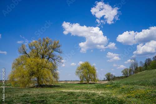 Spring landscape with green trees in the meadow.