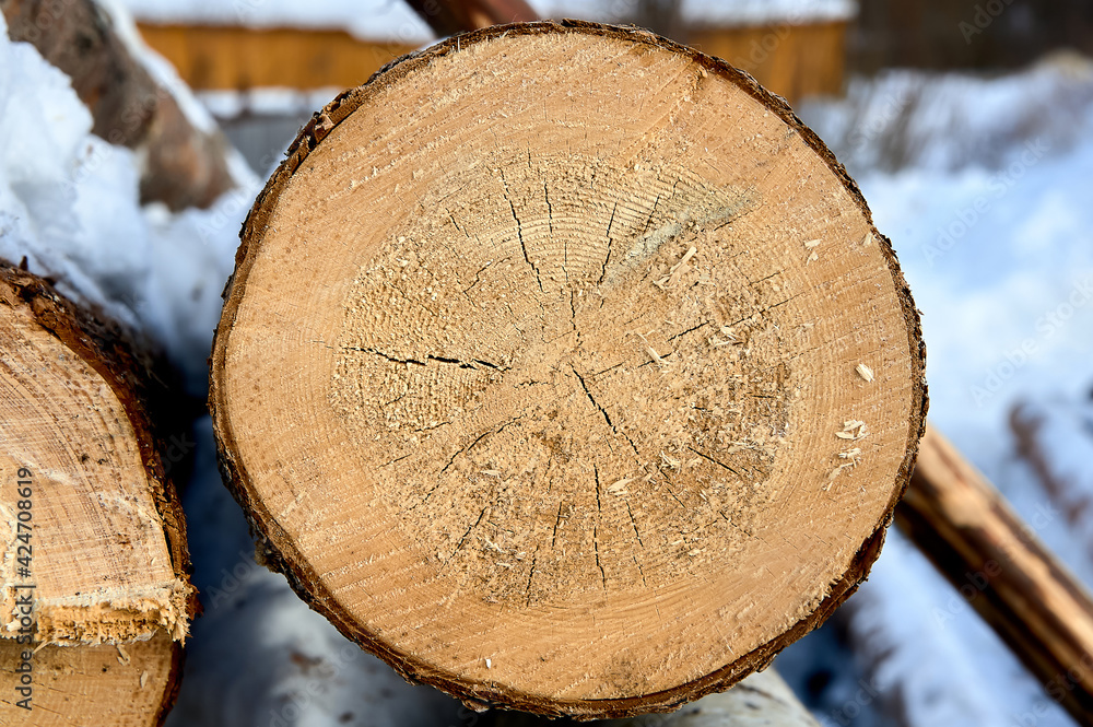 cross-section of pine, sawn wood cross-section of pine, sawn wood