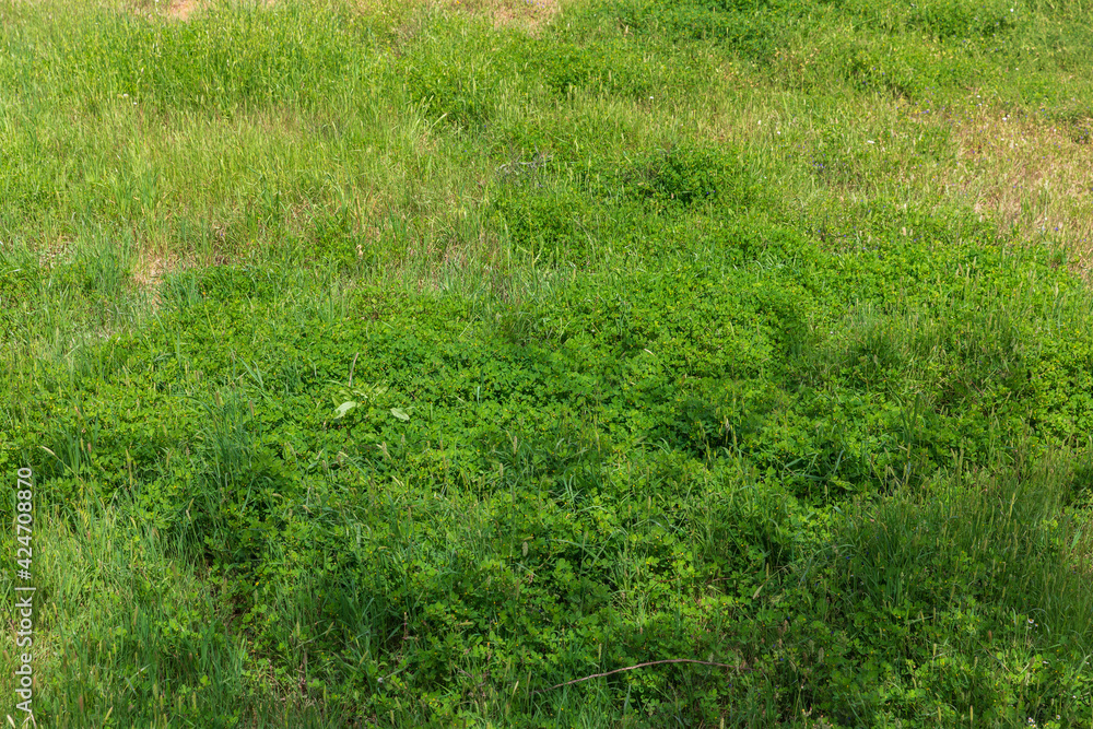 Lush green grass on a meadow Lush green grass on a meadow