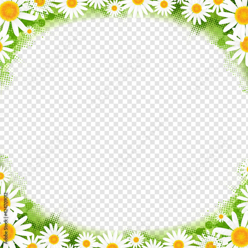 Spring Frame With Flowers White Camomiles Isolated Transparent Background With Gradient Mesh, Vector Illustration